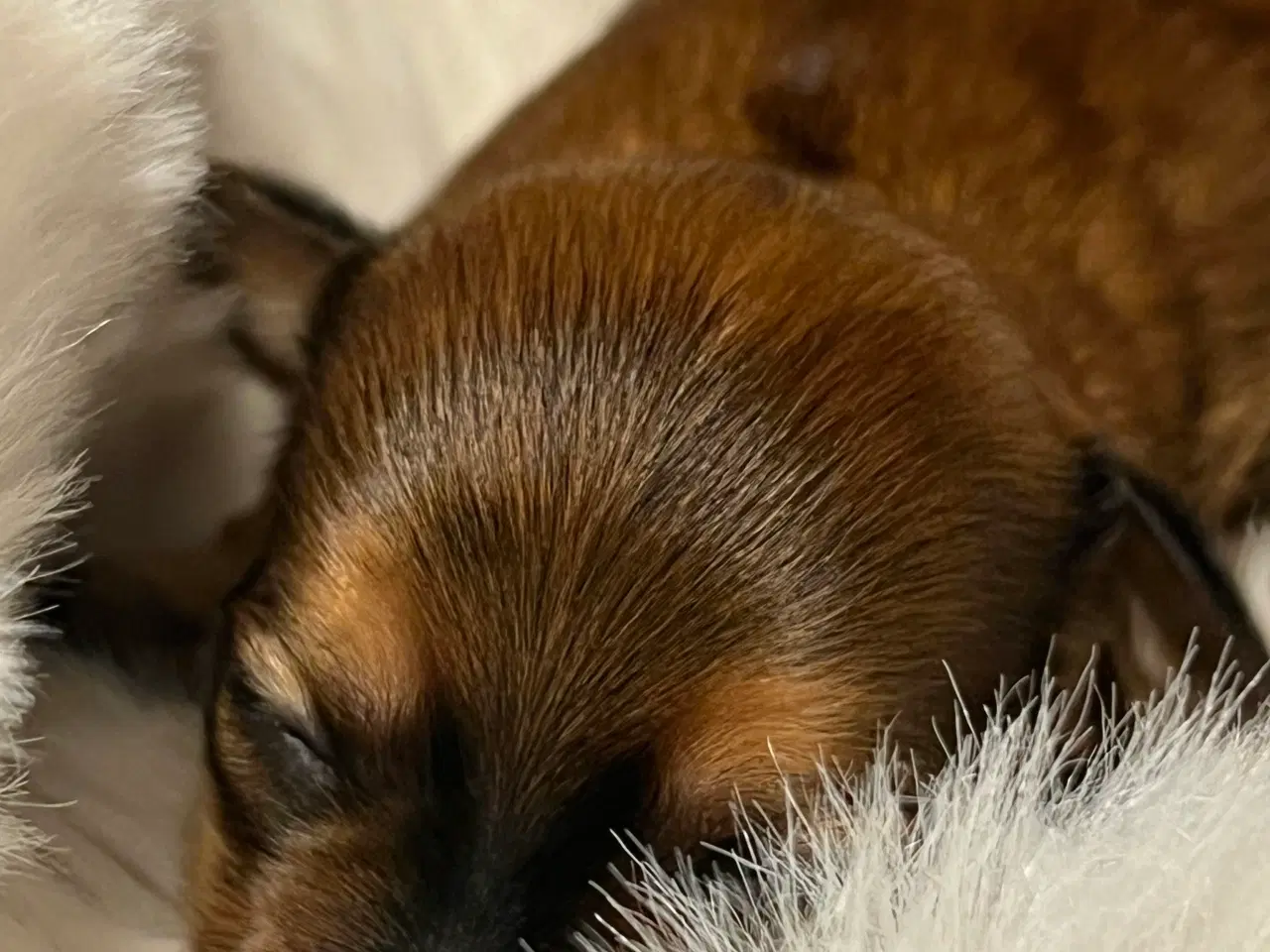 Billede 9 - ❣️Sødeste Bichon Havanais ❣️