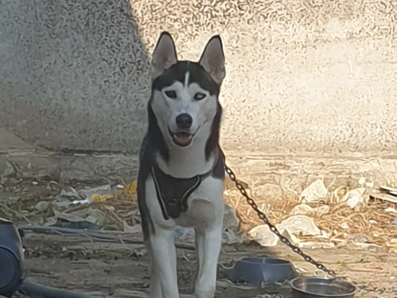 Billede 3 - Siberian Husky 