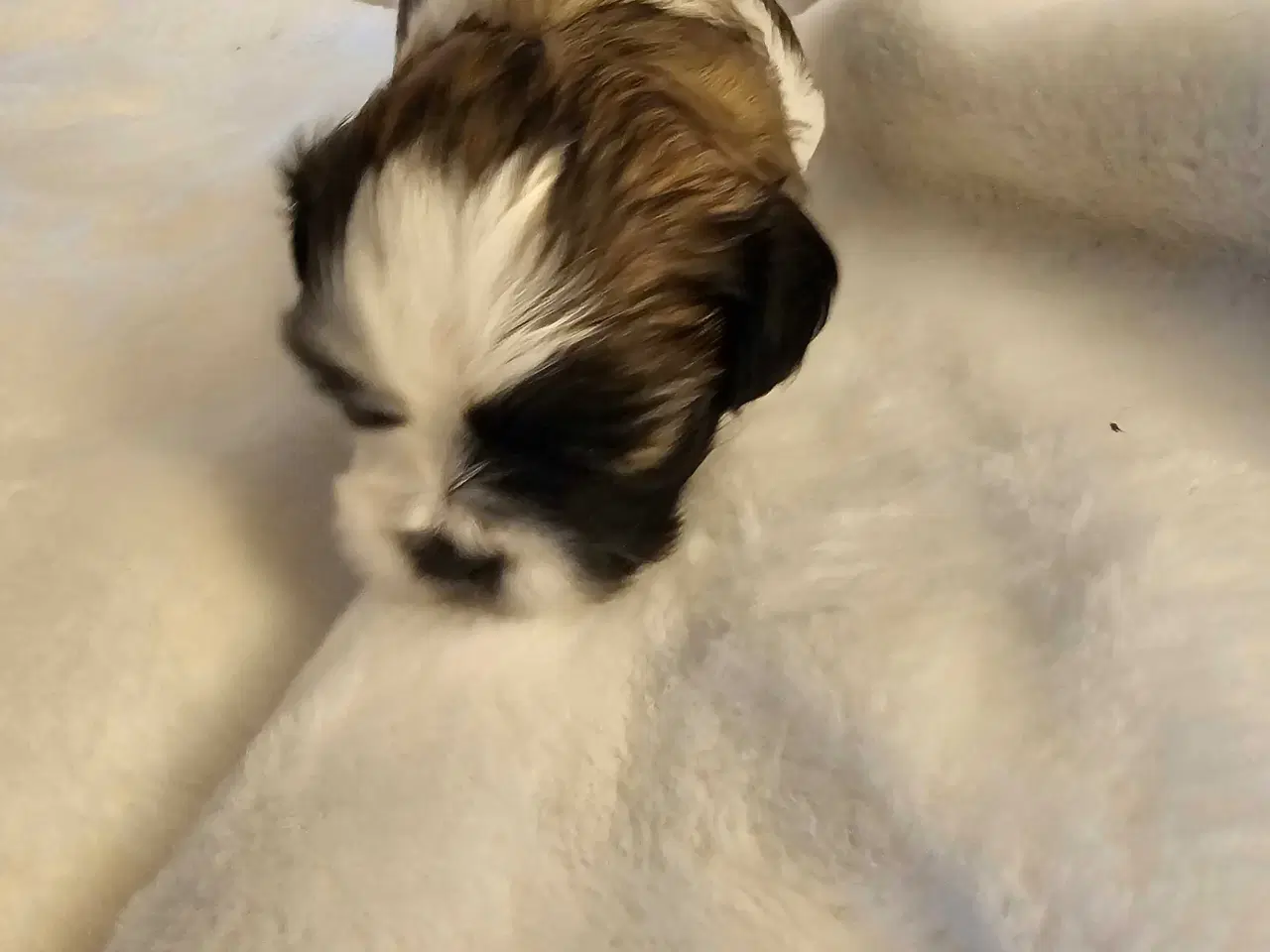 Billede 9 - 3 dejlige hvalpe tilbage🩵🩵 🩷