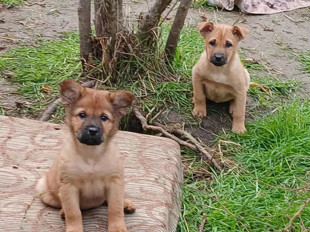 Billede 9 - Lille Rie leder efter sit 4-ever hjem 🏡