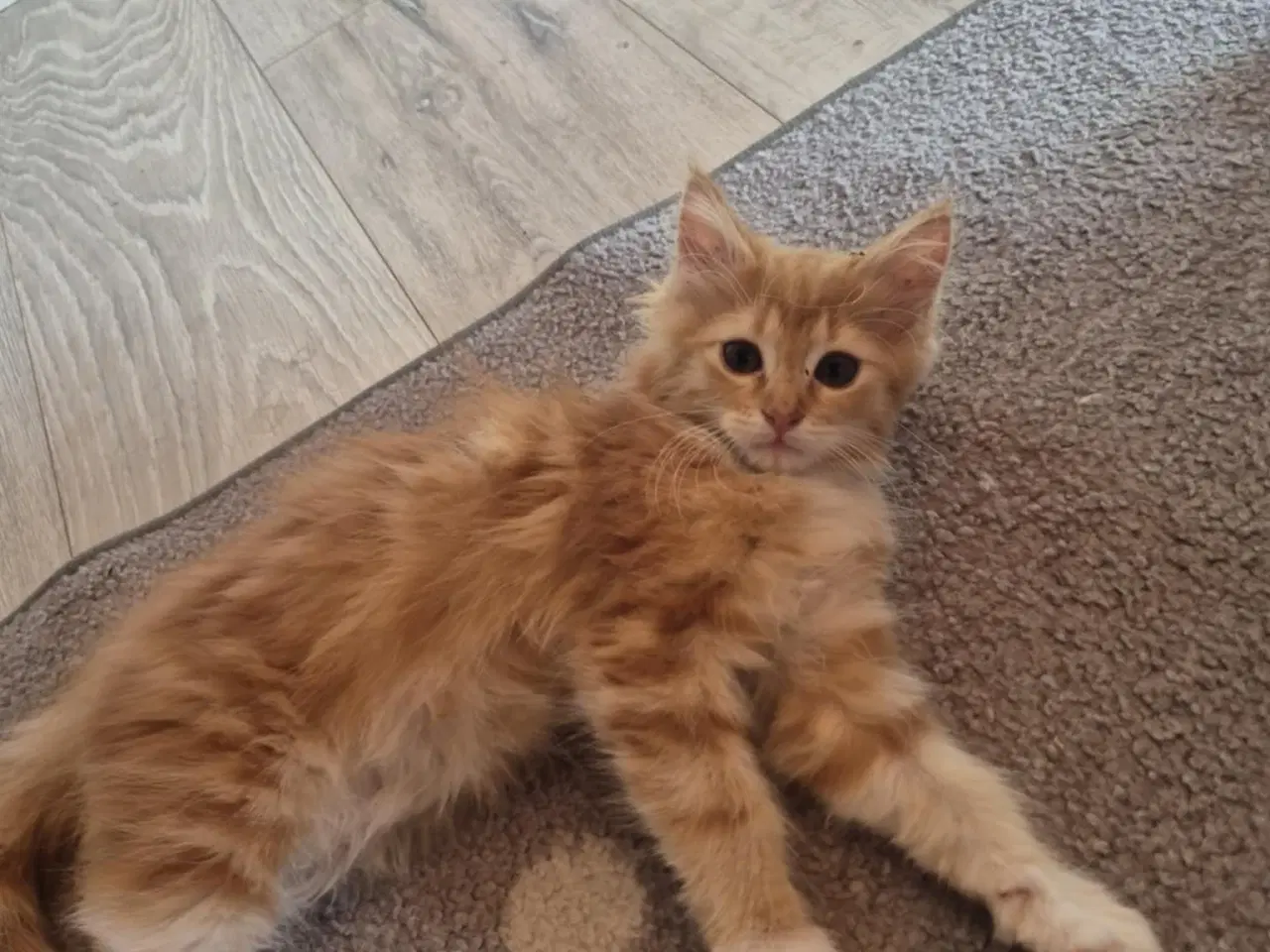 Billede 6 - Maine coon blanding 