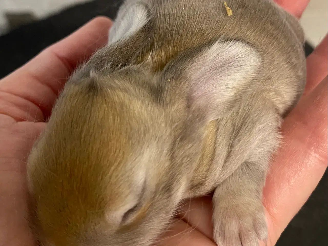 Billede 4 - FRANSK VÆDDER HUN VILDTGUL