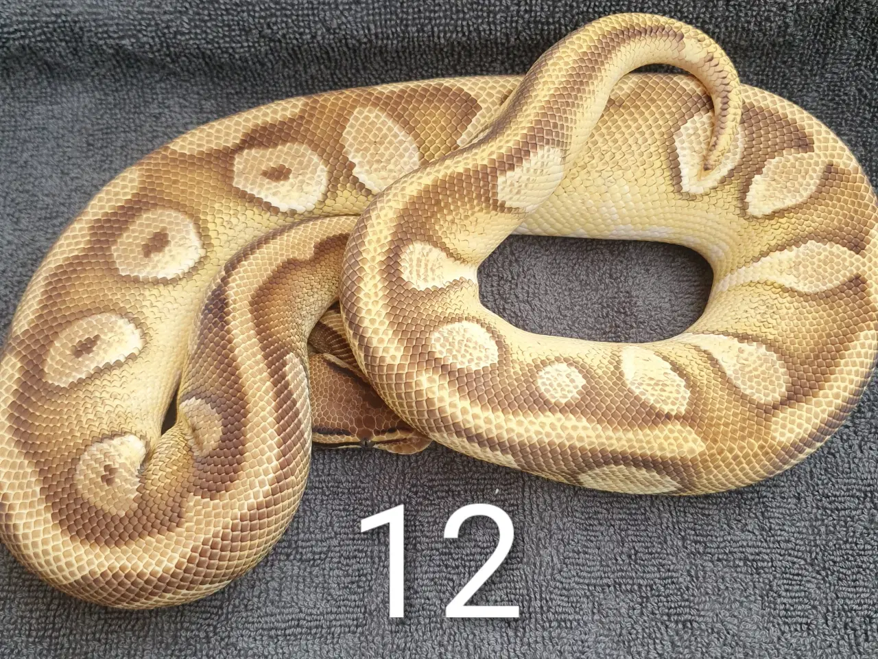 Billede 12 - Kongepython morfer pieds og andet