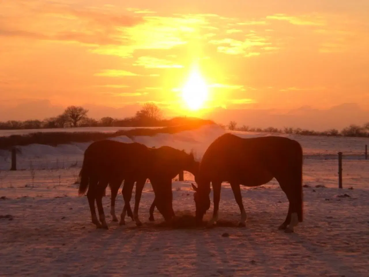 Billede 10 - Lækkert wrap hø 2. slet 2025 m/analyse lavt sukker