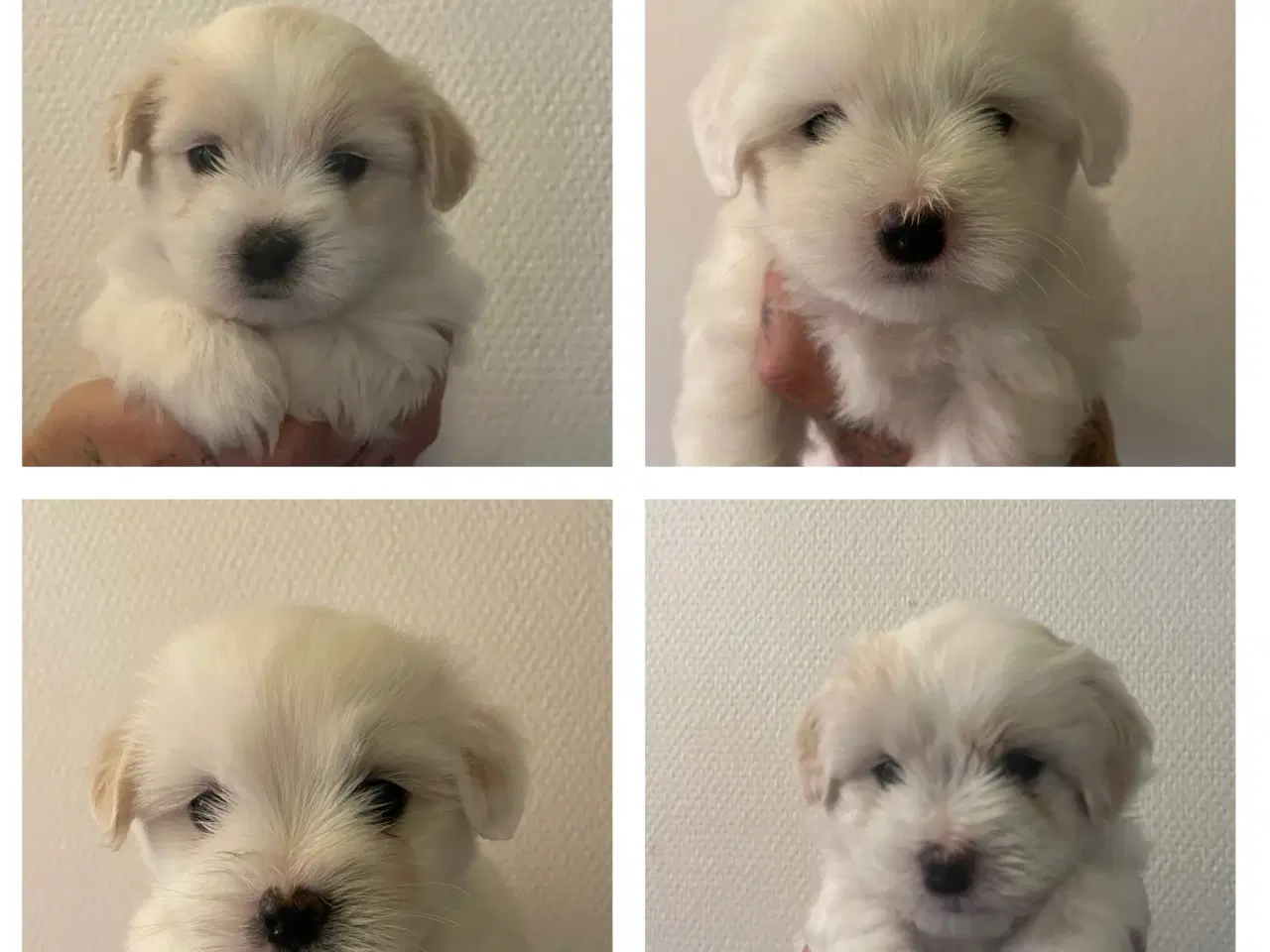 Billede 1 - Coton De Tulear Basis + DKK Stambog 