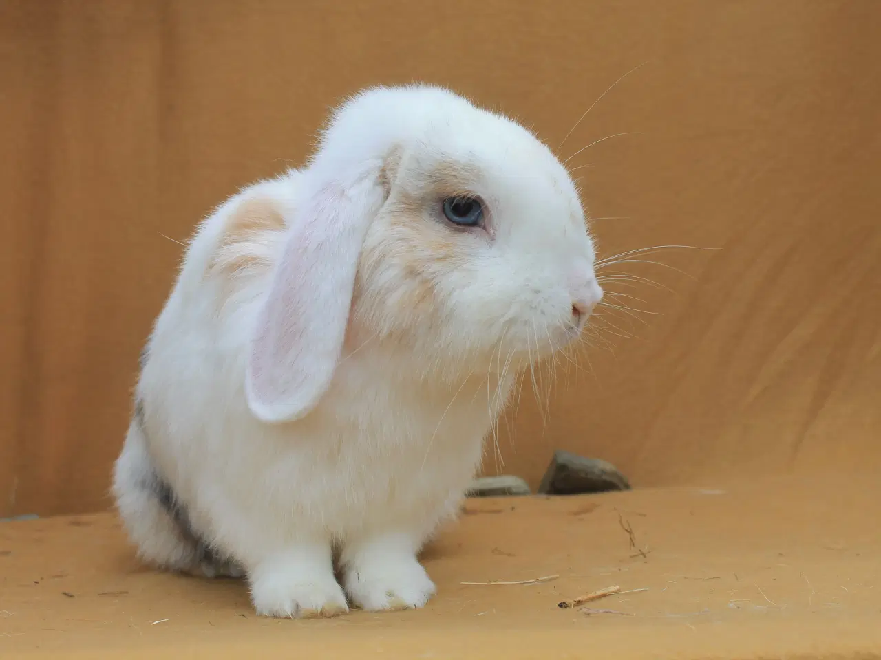 Billede 8 - Champagne søger ny familie