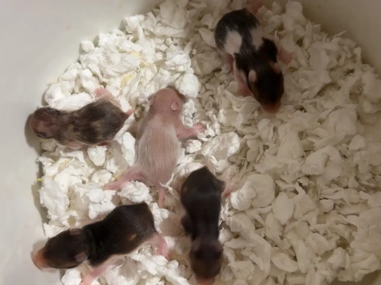 Billede 2 - Guld hamster unger