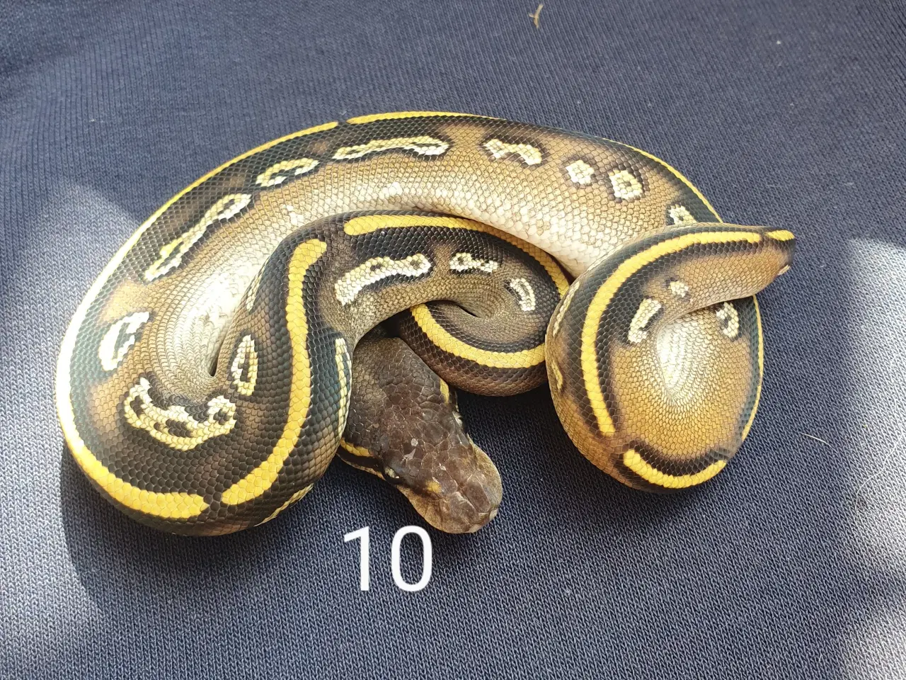 Billede 10 - Kongepython morfer 2025