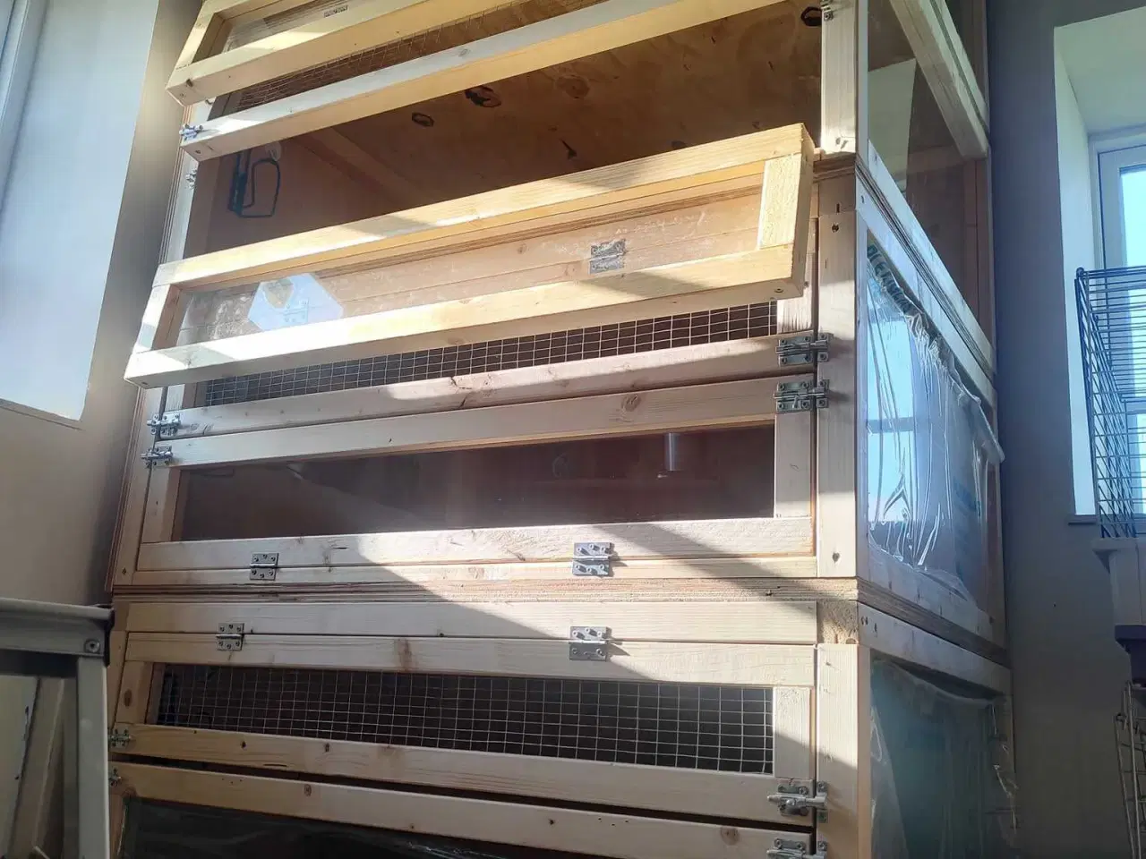 Billede 2 - Store marsvinebure på Sjælland & Jylland