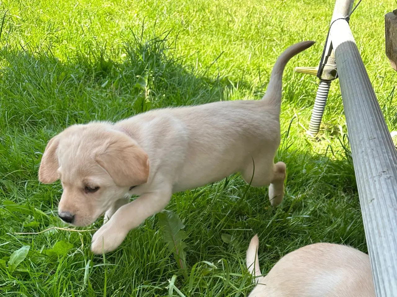 Billede 4 - Labrador hvalpe