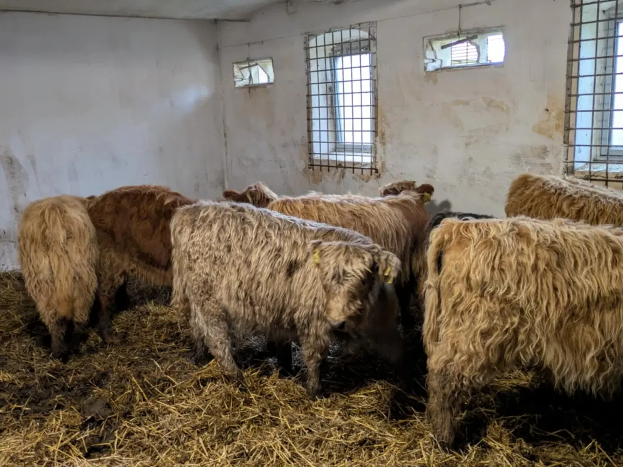 Billede 2 - Skotsk højlandskvæg til salg – 8 stk.
