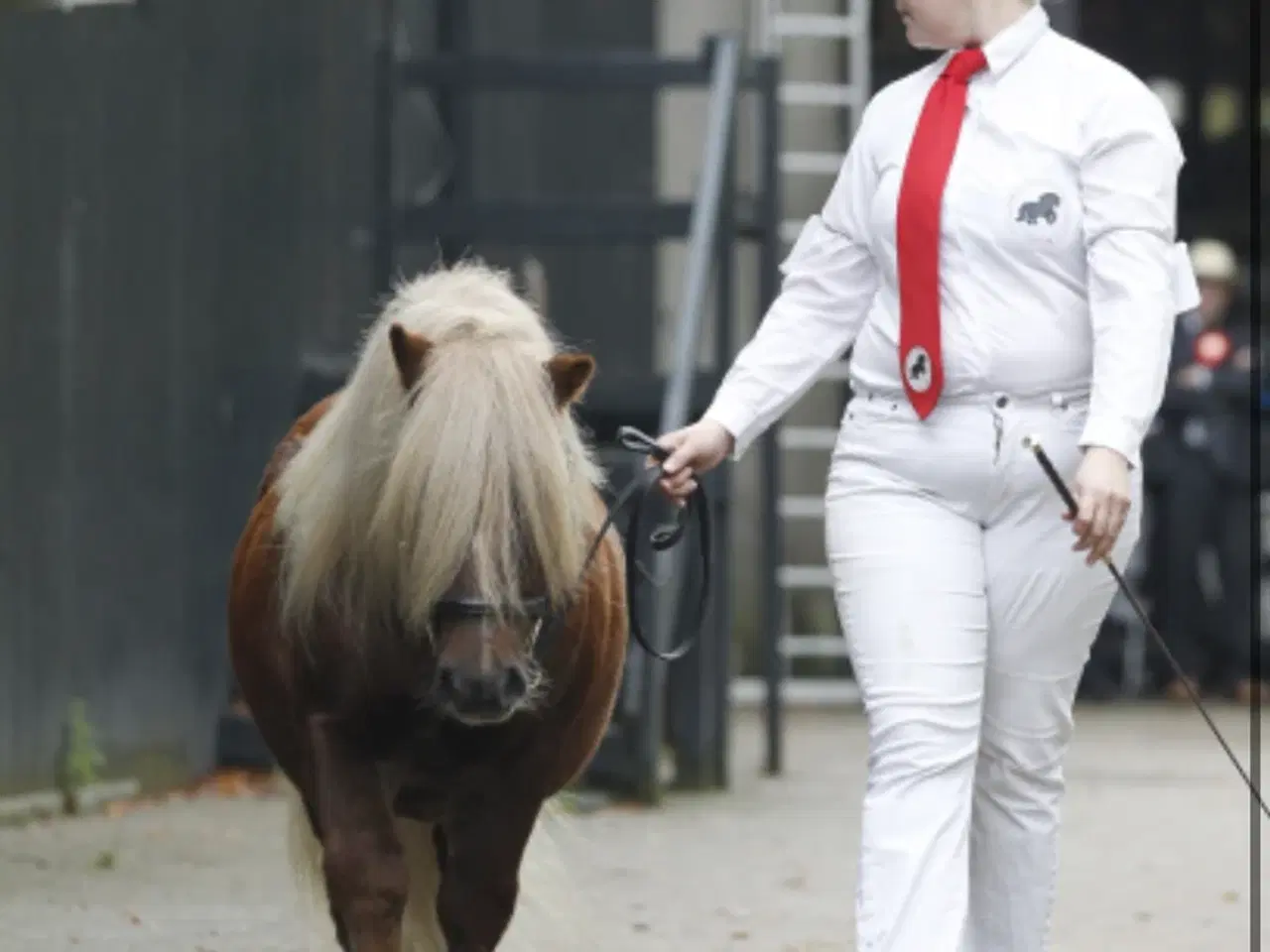 Billede 1 - Dejlig og skøn kåret shetlænder hingst 