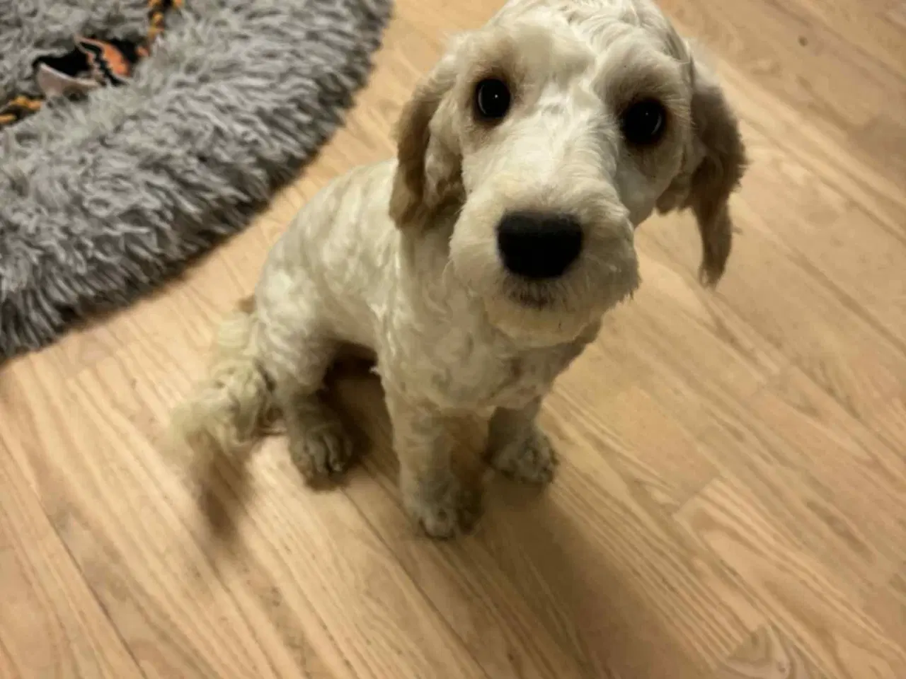 Billede 7 - Cockapoo  hvalp 