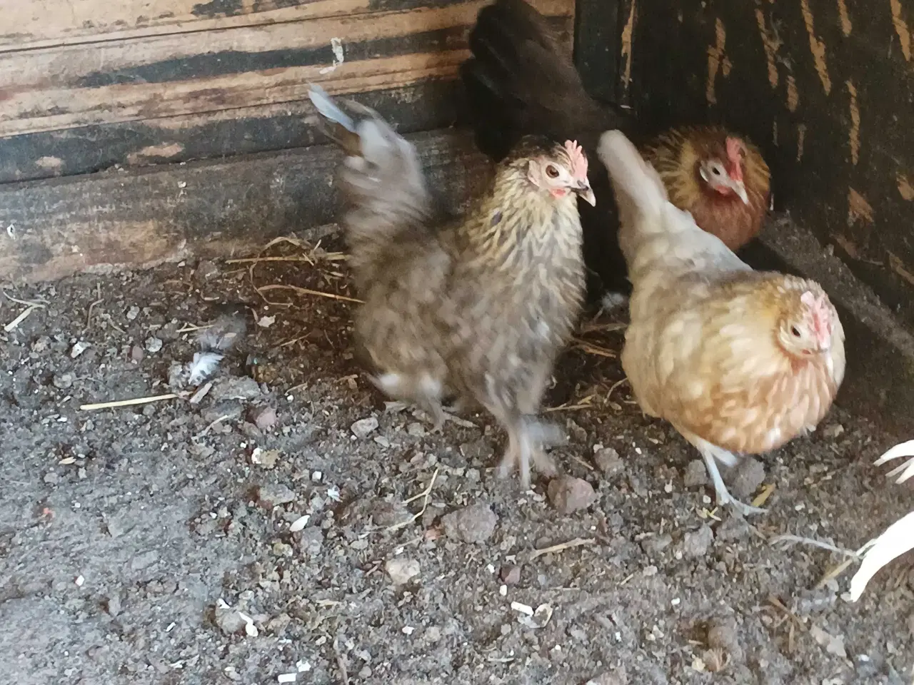 Billede 2 - Hollandske dværg høns og haner 