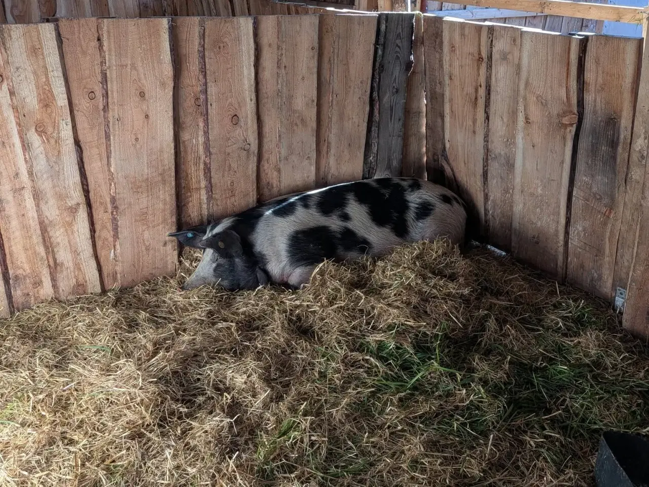 Billede 1 - sortbroget landrace grise