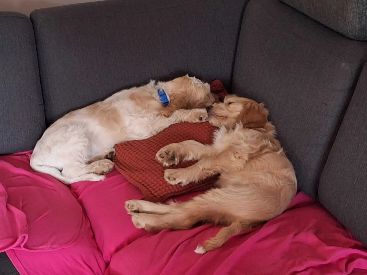 Billede 4 - Hjælp, jeg mangler et nyt hjem