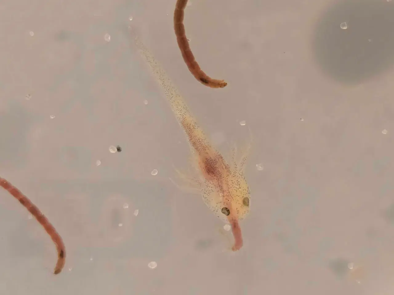 Billede 2 - Axolotler m. Stamtavle fra kendte linjer