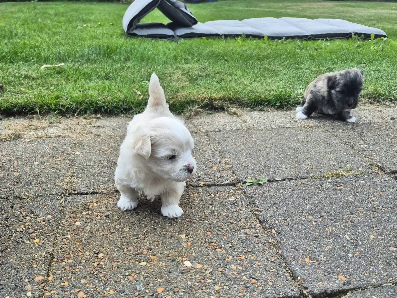 Billede 8 - Coton de tulear og Highland Maltie 