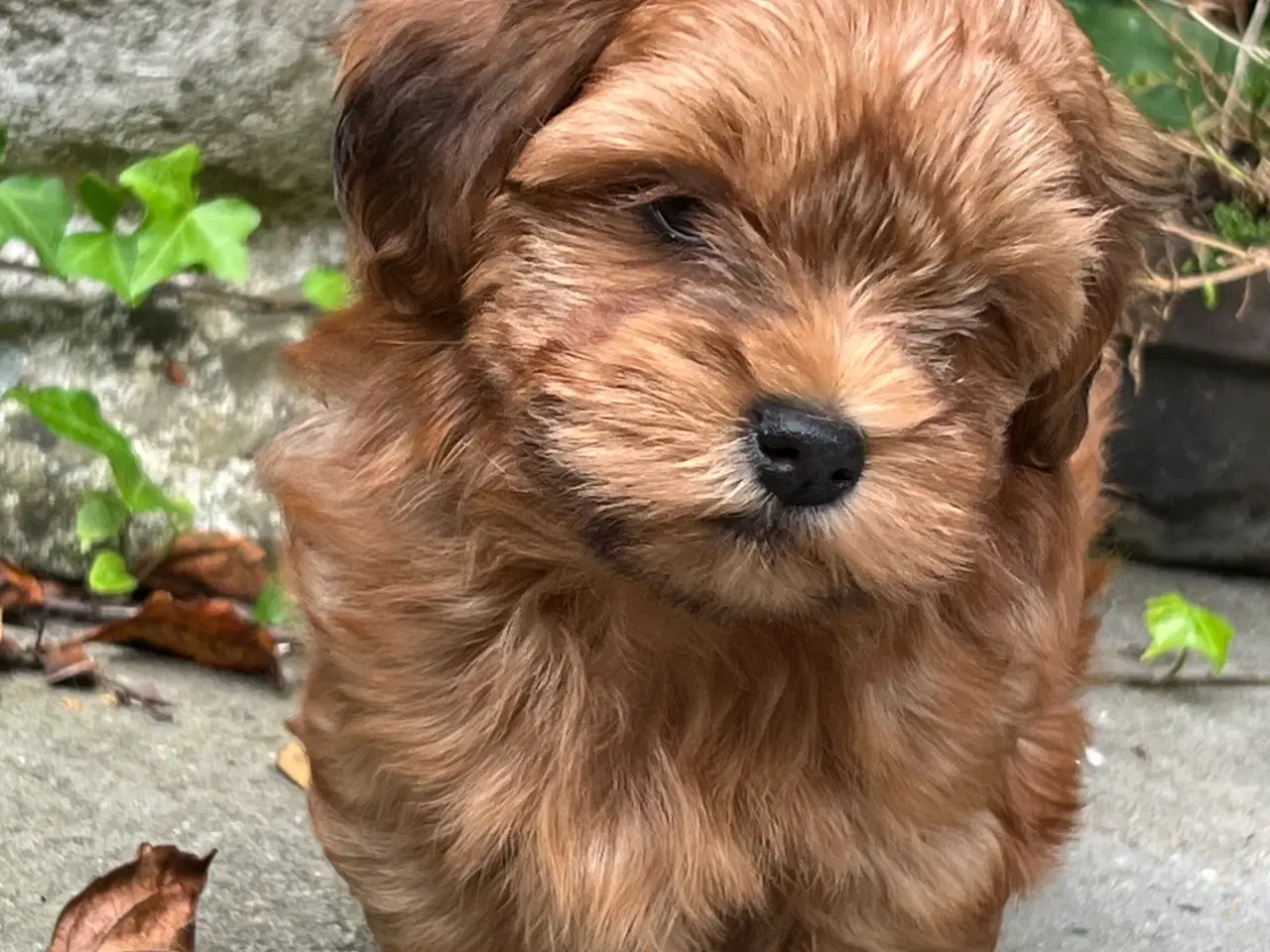 Billede 7 - 🧡Sød & Smuk Bichon Havanais 🧡