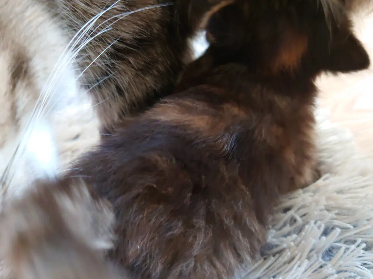 Billede 9 - Maine coon killing Far med tavle