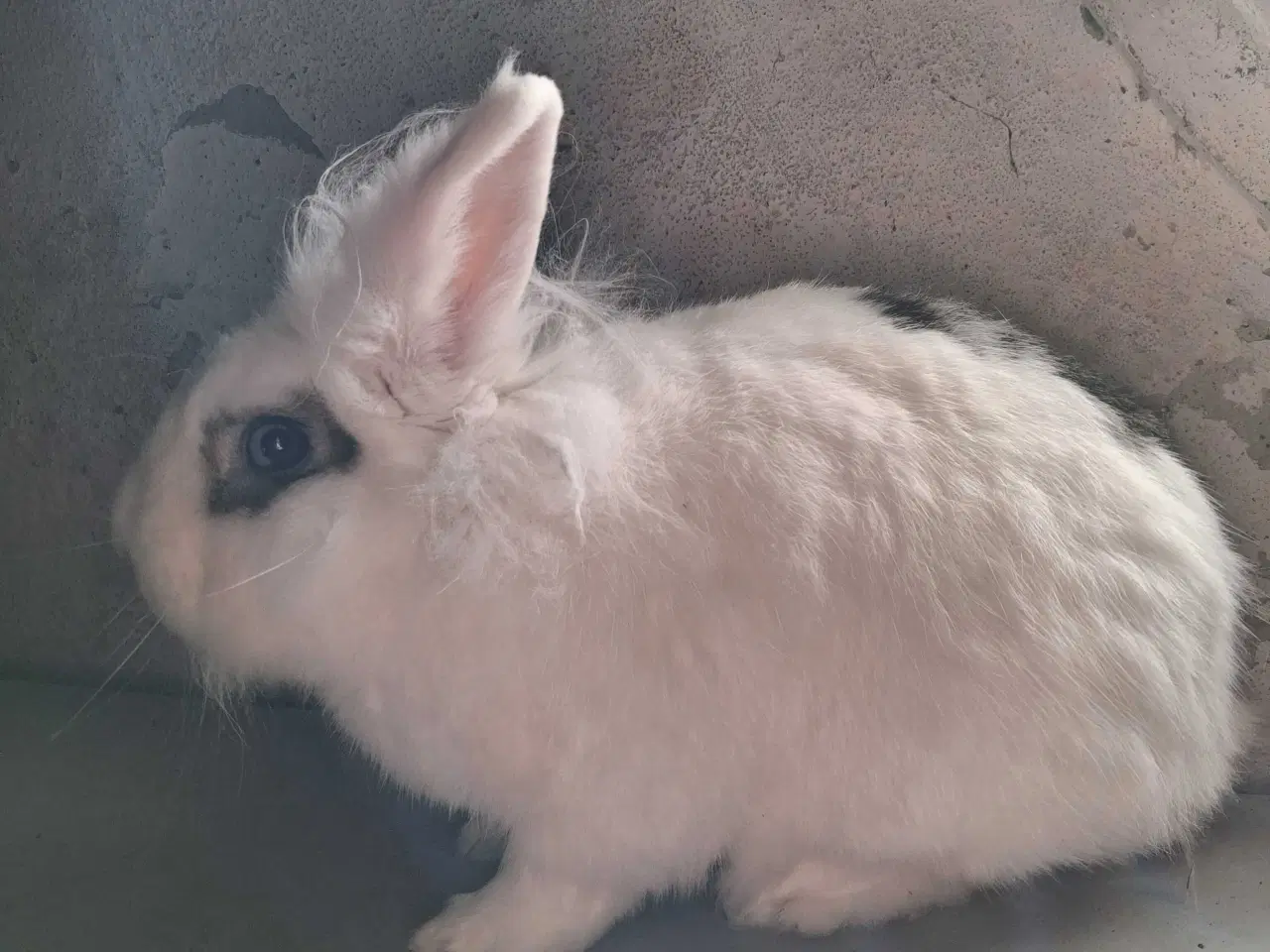 Billede 2 - Sød og kælen hankanin