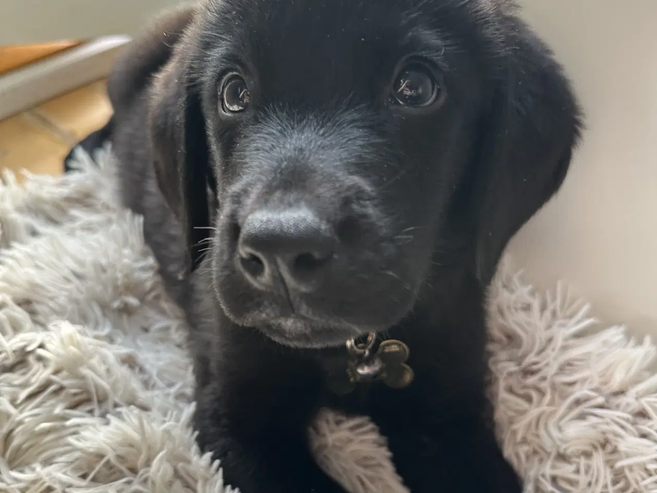 Billede 2 - Hunde hvalp 🐶💕