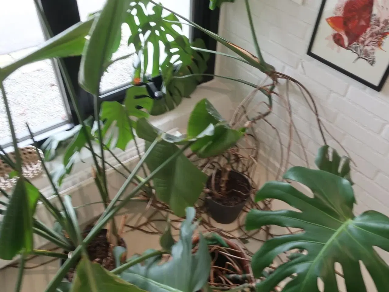 Billede 4 - 4 stk. planter