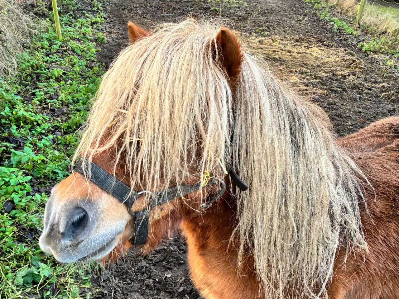 Billede 7 - Hingst/avlhopper Sælges 