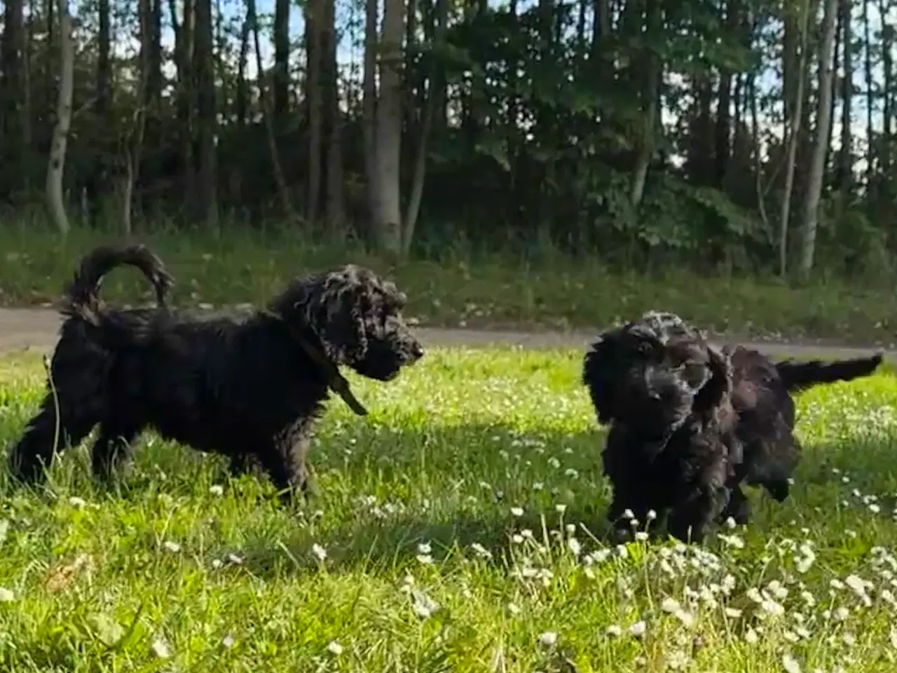 Billede 11 - Cockerdoodle / Cockapoo / Cockerpoo / Doodle hvalp