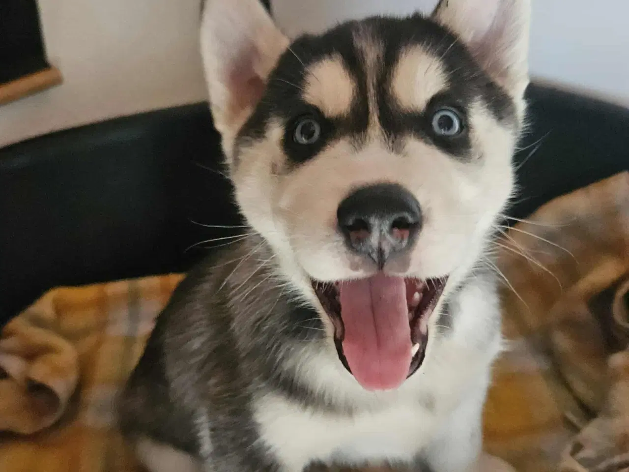 Billede 7 - 8 stk rene Siberian Husky  hvalpe