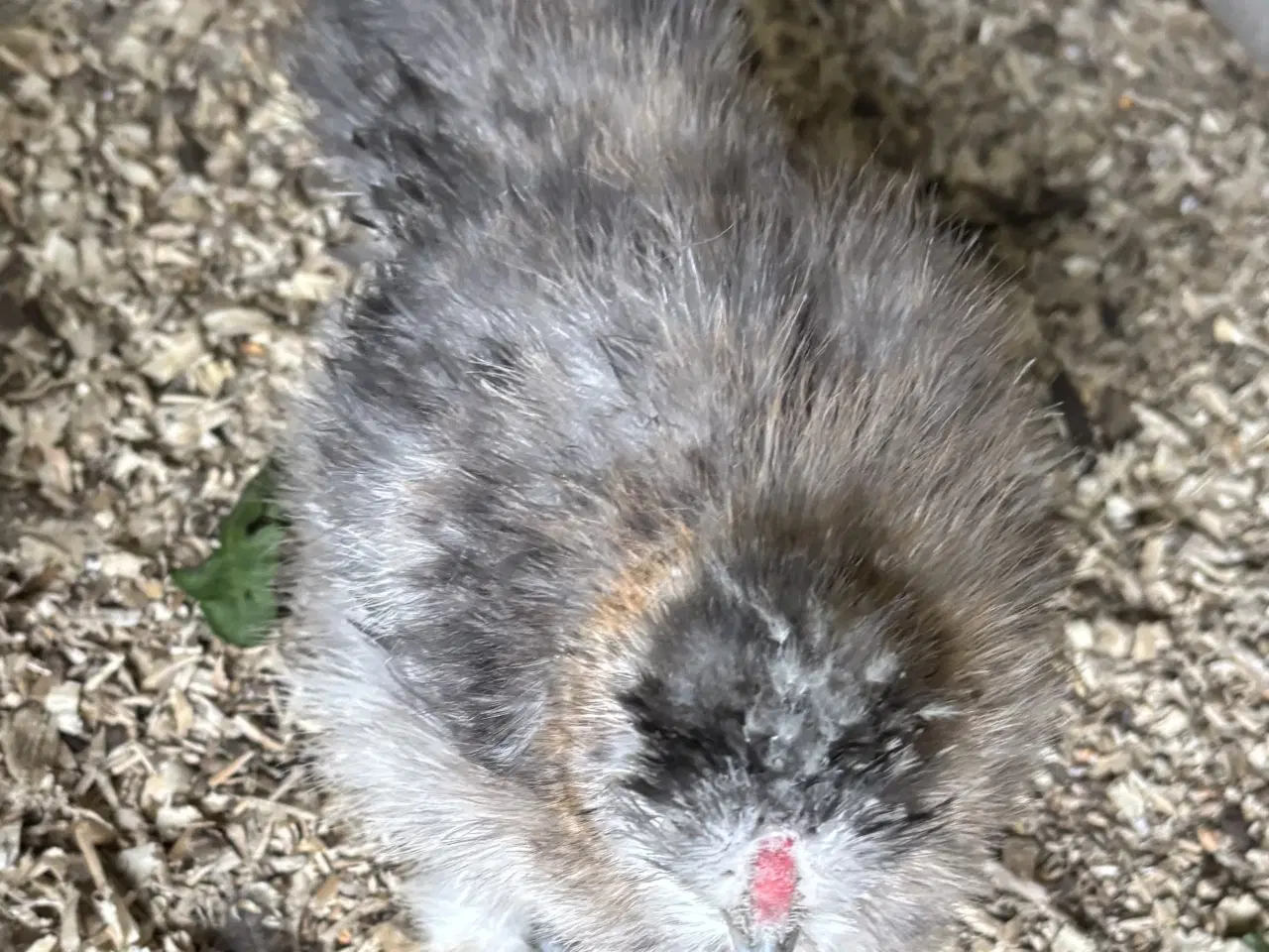 Billede 2 - Silkekyllinger