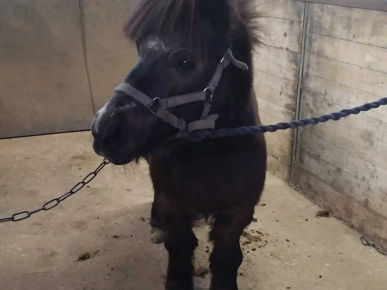 Billede 2 - Sød og rolig børne pony