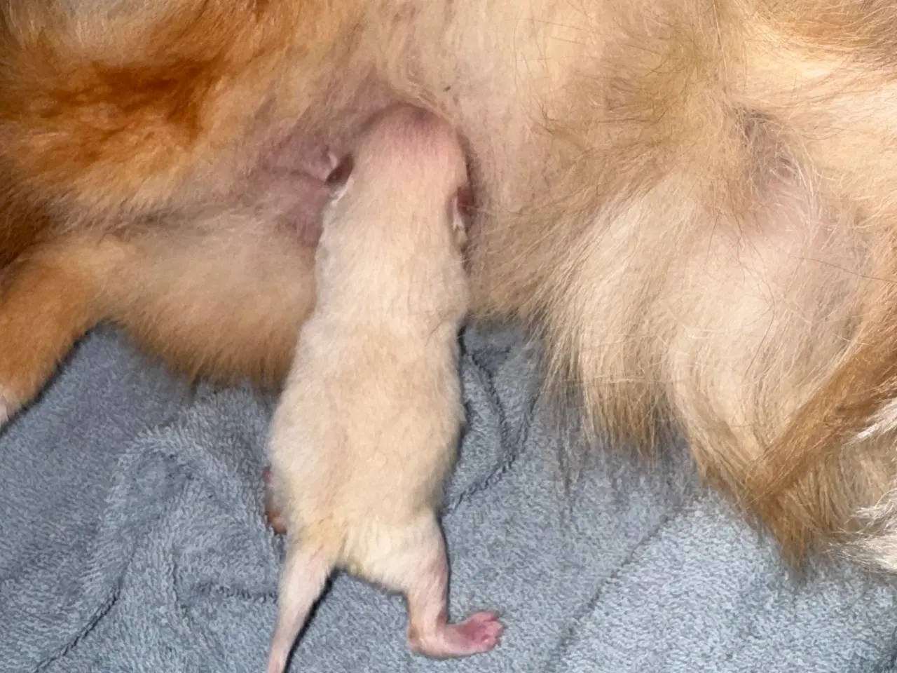 Billede 2 - Pomeranian Merle 