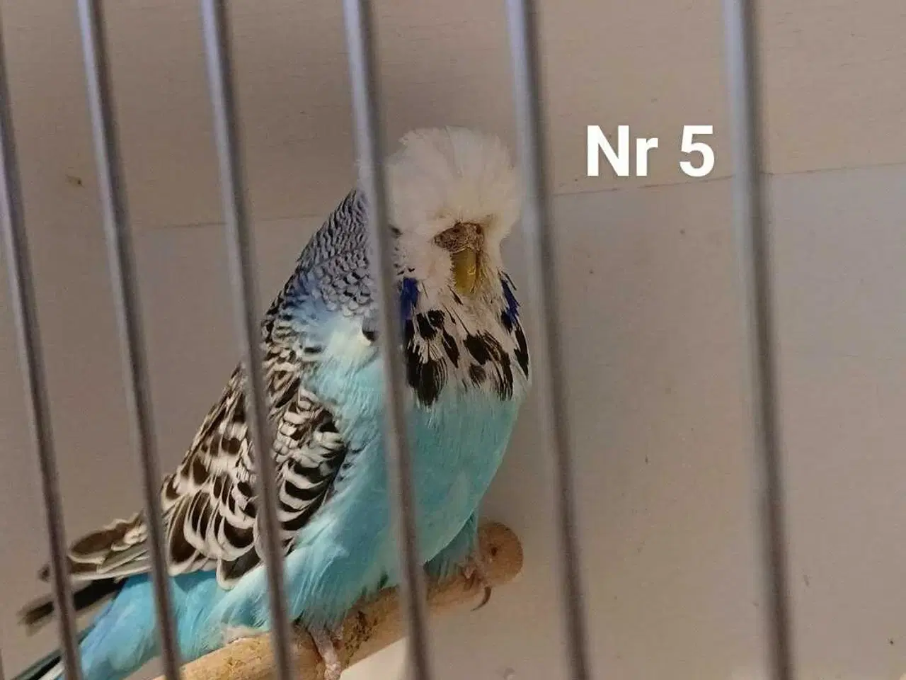 Billede 15 - Engelske undulater 