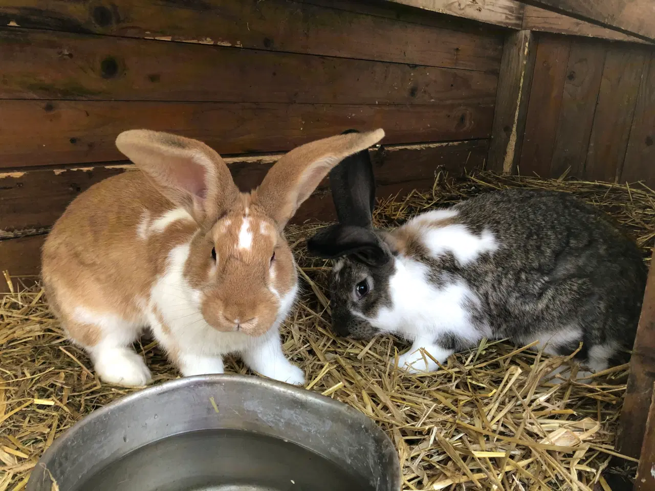 Billede 2 - 2 hankanin 1/2 belgisk kæmpe