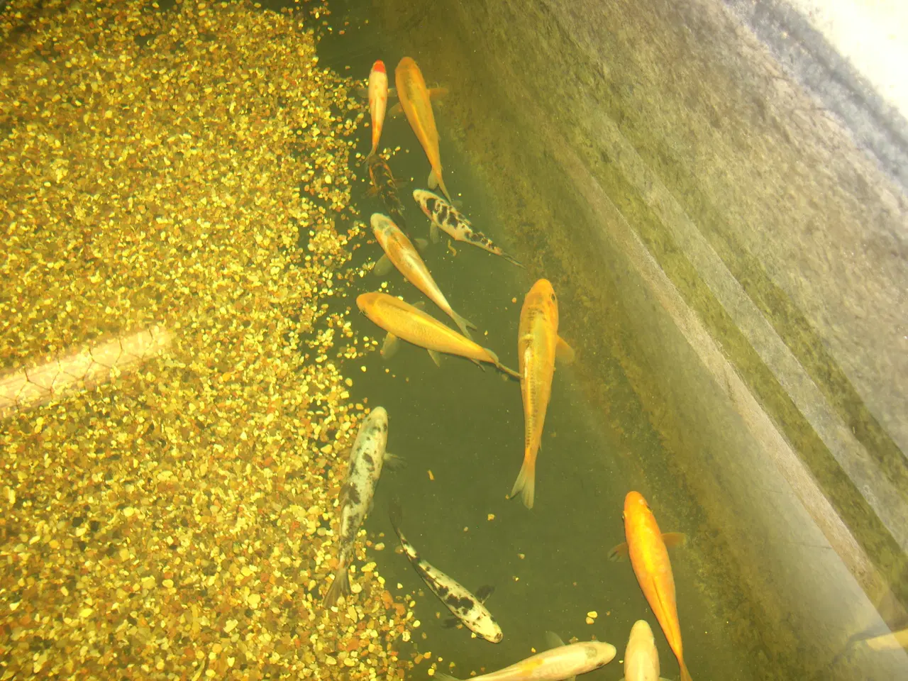 Billede 5 - Koi karper
