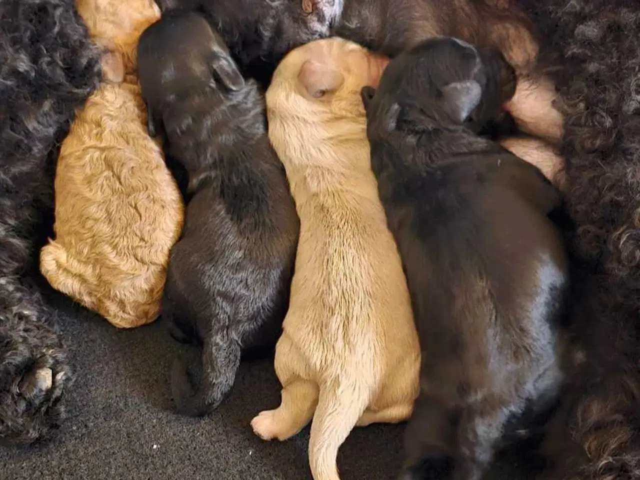 Billede 7 - Cavapoo f1b 
