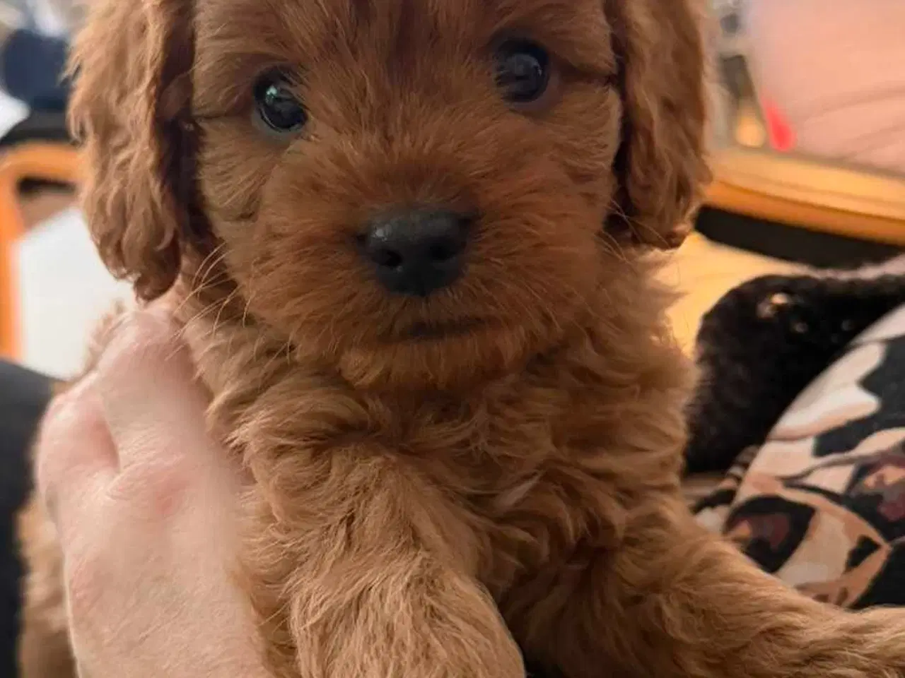 Billede 1 - Cavalier puddel 