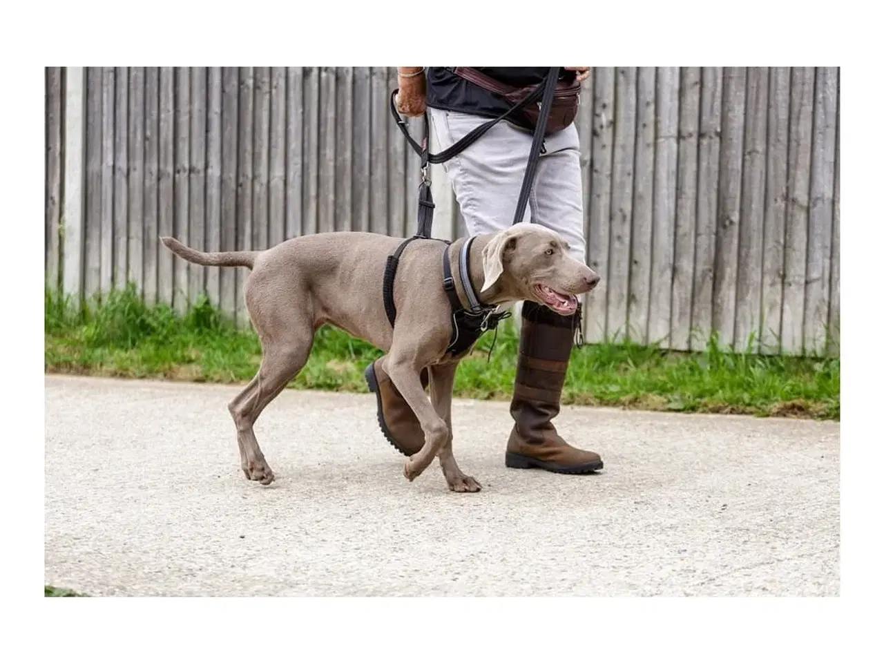 Billede 6 - Halti No Pull Hundesele - Company of Animals, M (34-56 cm), sort