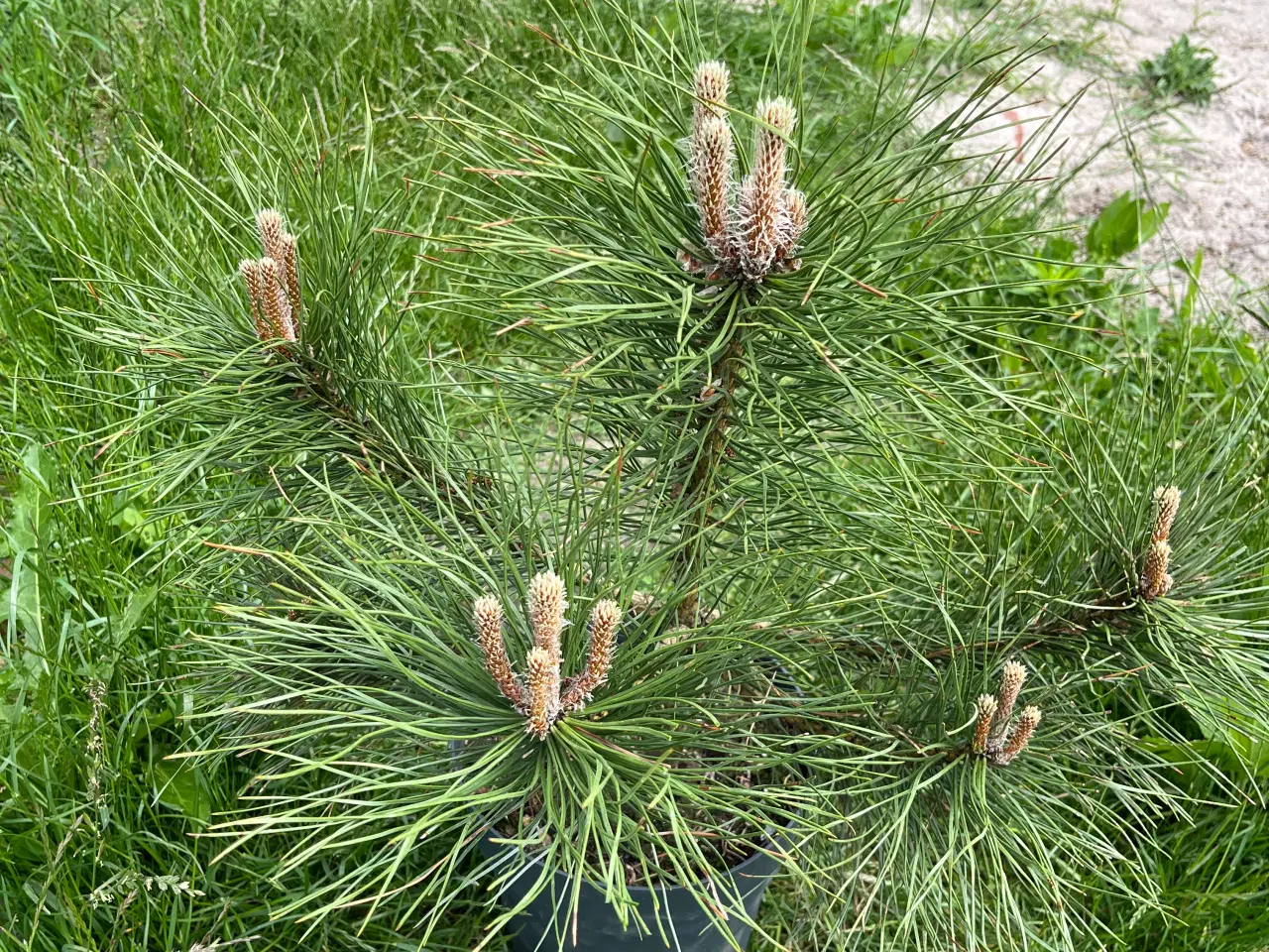 Billede 2 - Østrigsk fyr (Pinus Nigra) 50-70cm