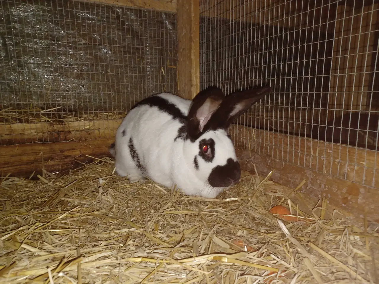 Billede 2 - Tysk kæmpe schecke blandings hun