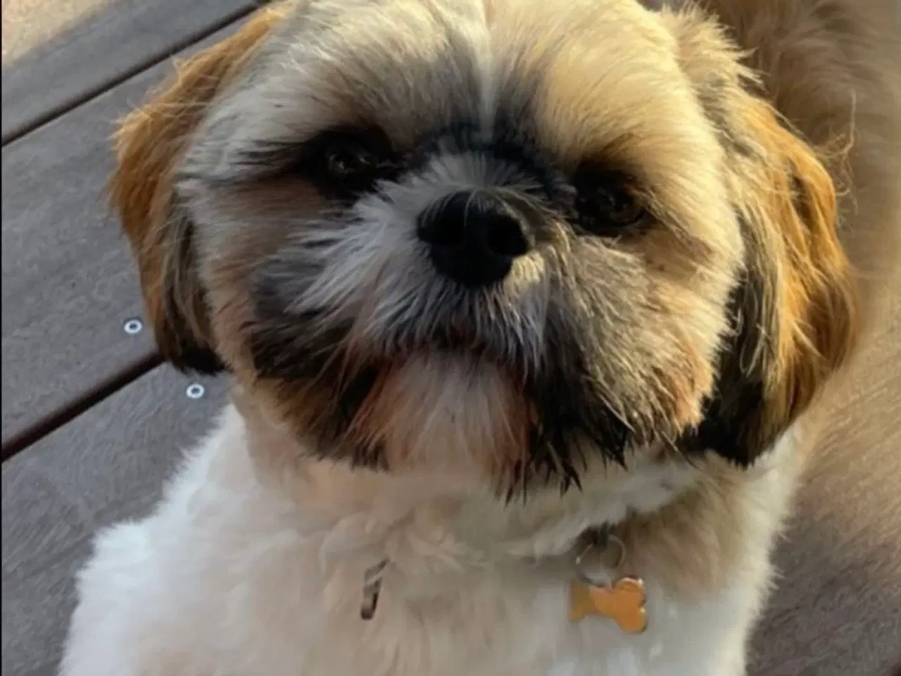 Billede 14 - Shih Tzu hundehvalpe søger nyt hjem (2 stk.)