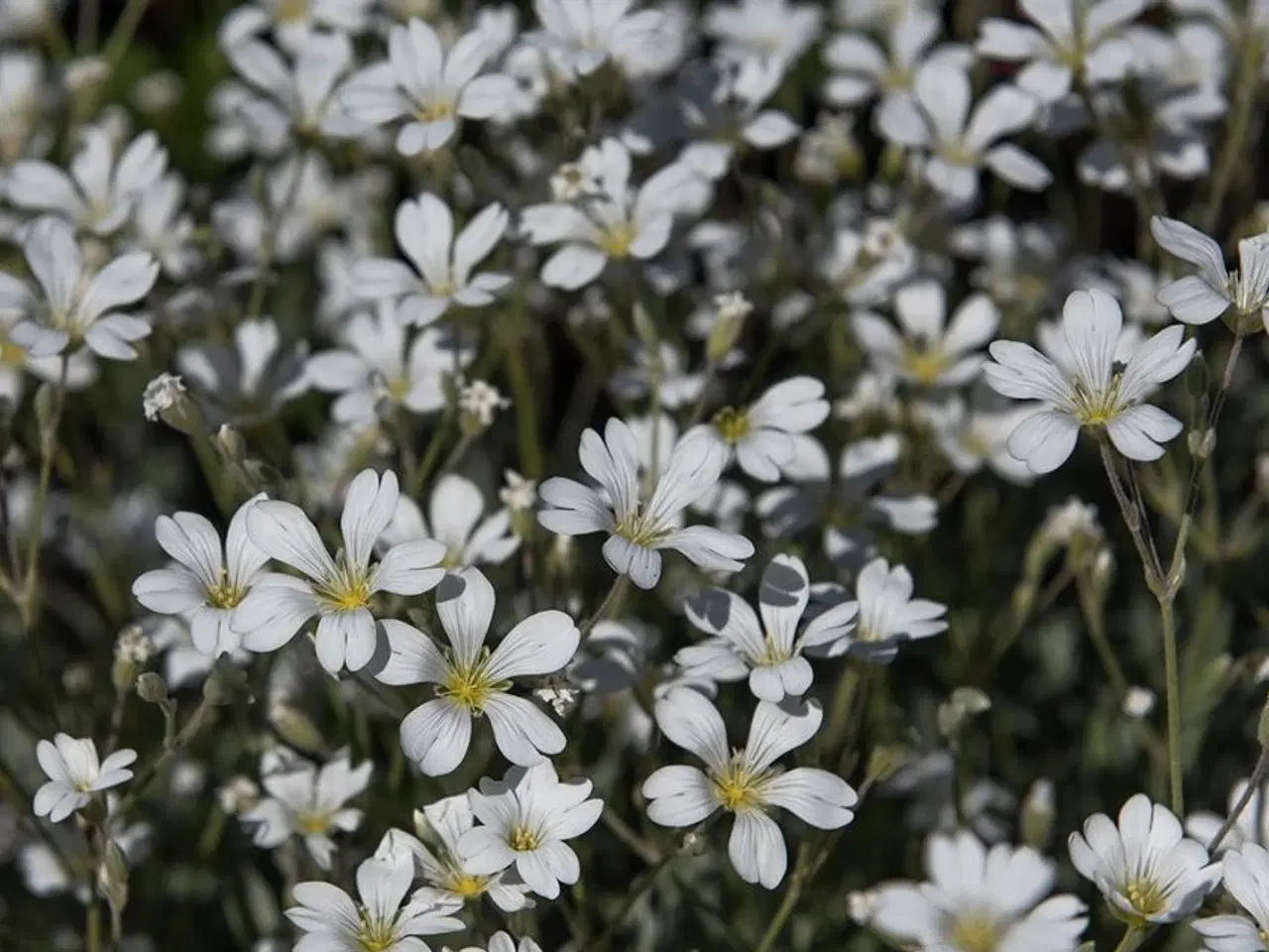 Billede 2 - Hønsetarm med hvide blomster