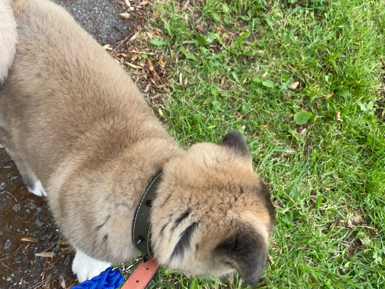 Billede 6 - American Akita hvalp 8 uger ( Haster ‼️) 