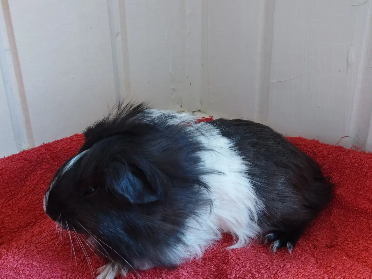 Billede 4 - 2 ægte sheltie drenge (brødre)