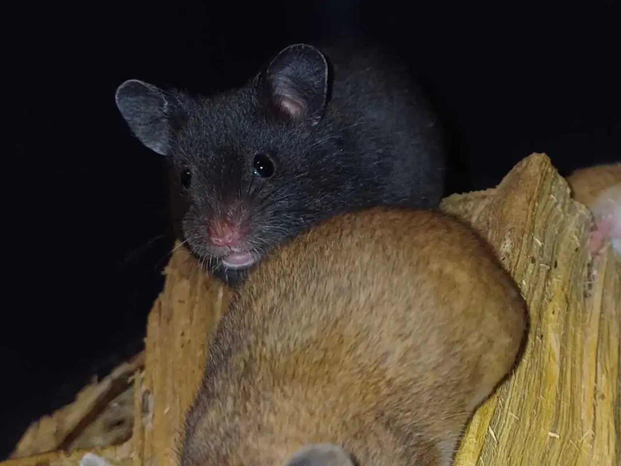 Billede 6 - Guldhamster unger 
