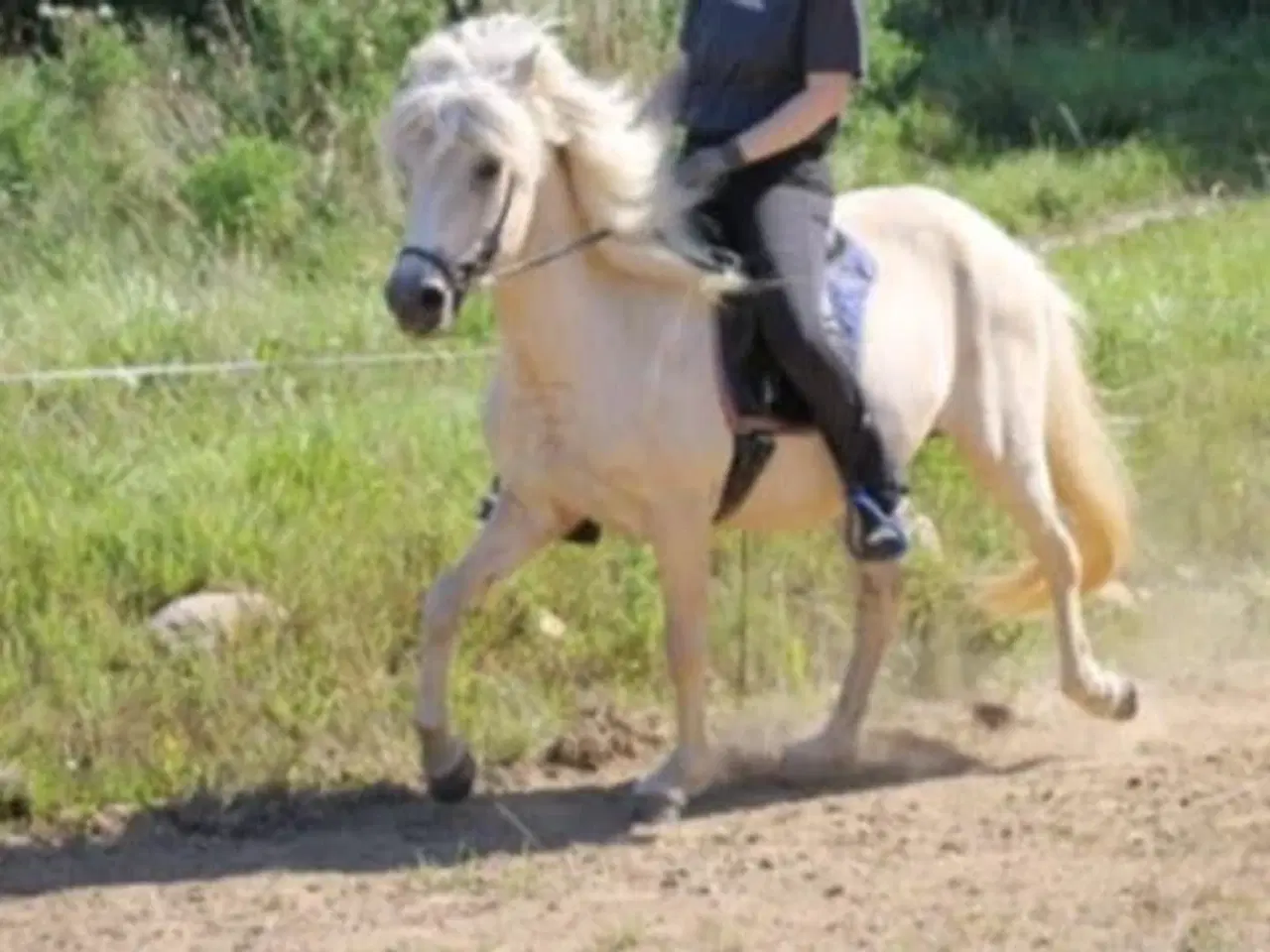 Billede 2 - Islænder palomino hoppe på 6 år