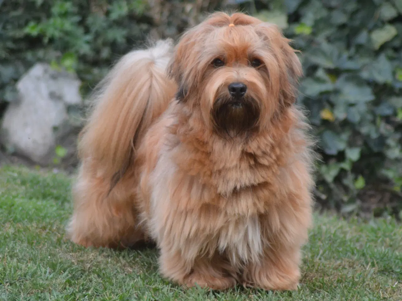 Billede 2 - Avlstjeneste /  Bichon Havanais