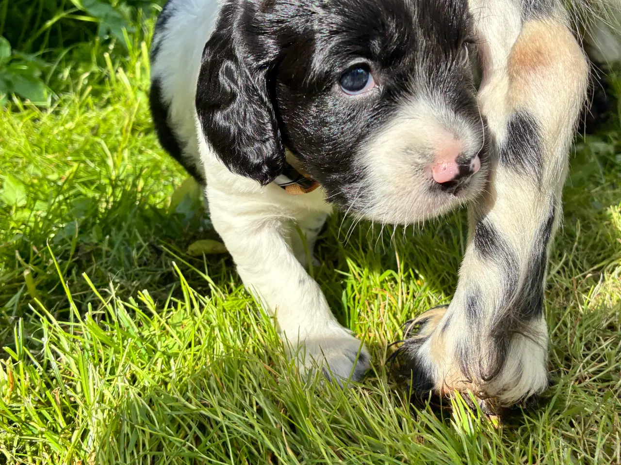 Billede 5 - F.t springer/F.t cockerspaniel 