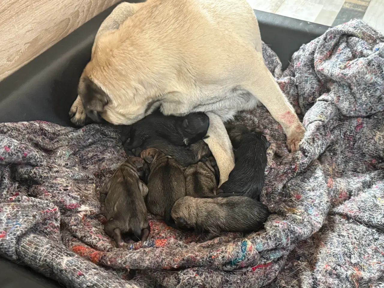 Billede 5 - Mops hvalpe